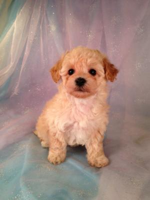 Female Apricot Poodle Bichon mix for sale #2 Born April 5th 2013|E-Z Pick up for Minnesota,Illinois, and Wisconsin 4